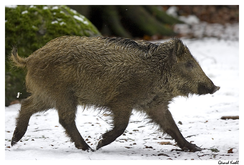  Image name: 29 Cinghiale.jpg 
 width: 782 pixel 
 height: 531 pixel 
 Size: 171185 bytes 
 Click to enlarge 